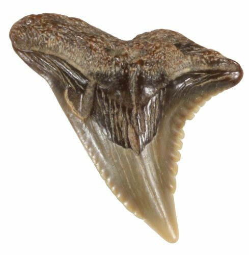 Fossil Hemipristis Shark Tooth - Maryland #42564